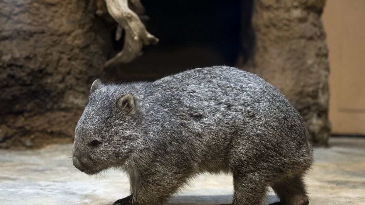 FOTO: Pražská zoo zahájila chov tasmánských vombatů. První přijel Cooper